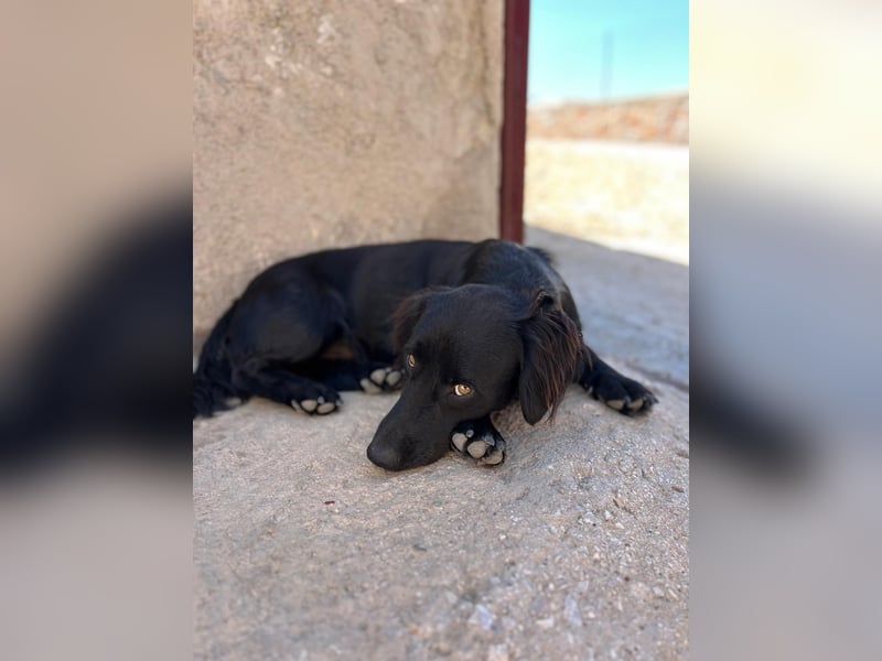 Junghund MORITZ will dein Herz erobern