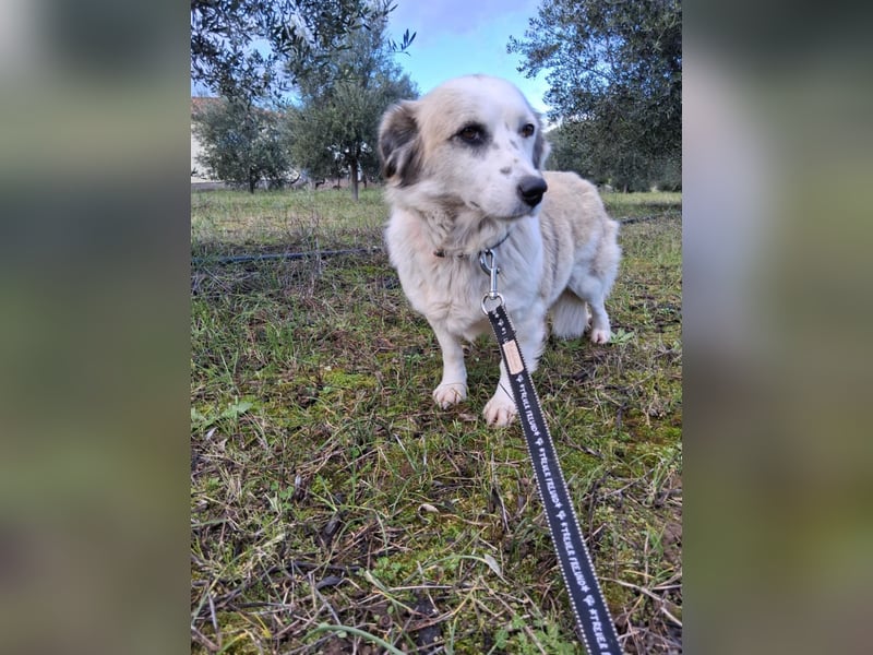 Hündin LIVI sucht ihr Für-immer-Zuhause