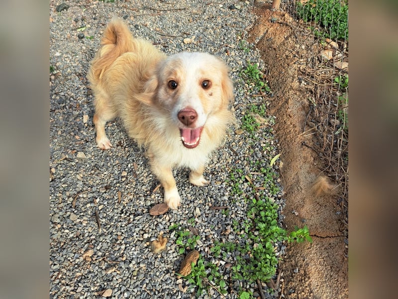 Rüde HUGO sucht sein großes Glück