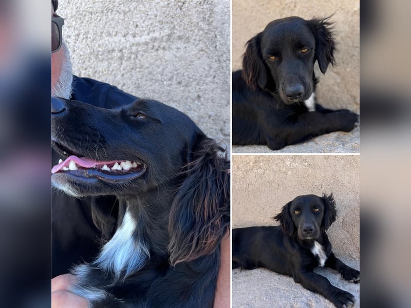 Junghund MORITZ will dein Herz erobern