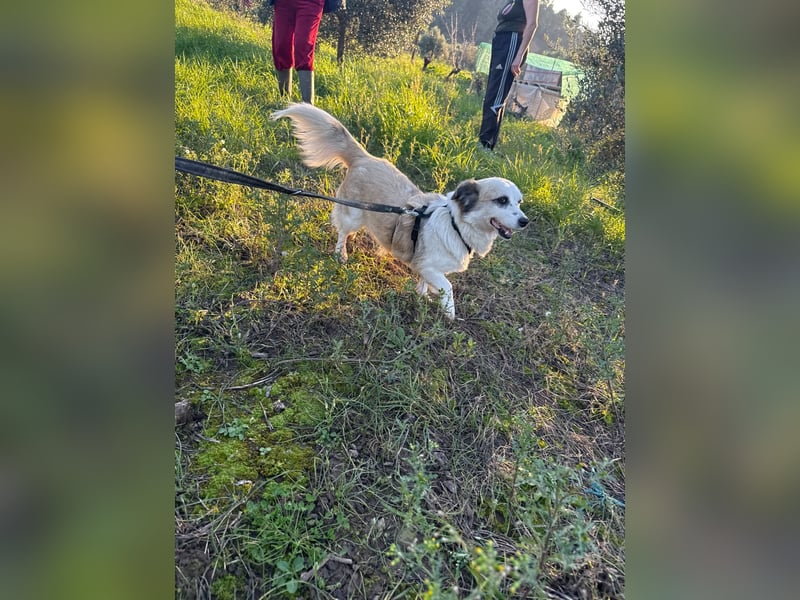 Hündin LIVI sucht ihr Für-immer-Zuhause