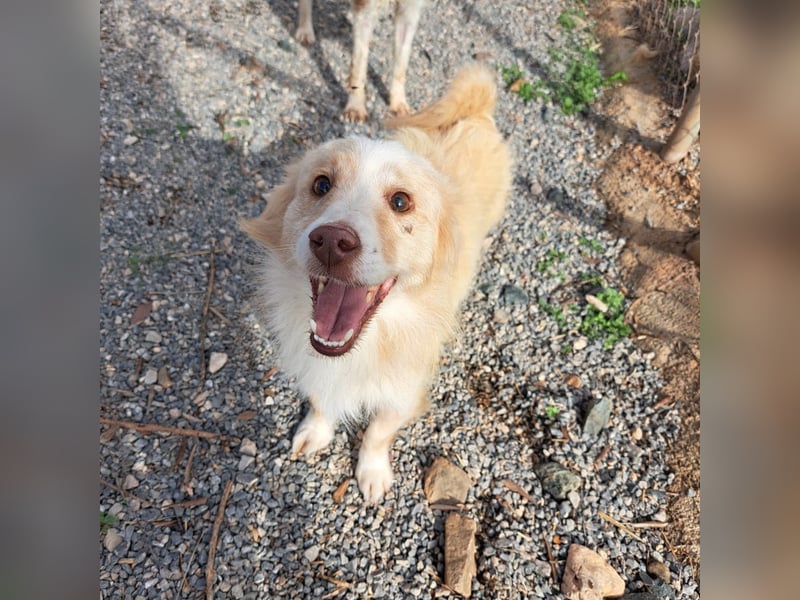 Rüde HUGO sucht sein großes Glück