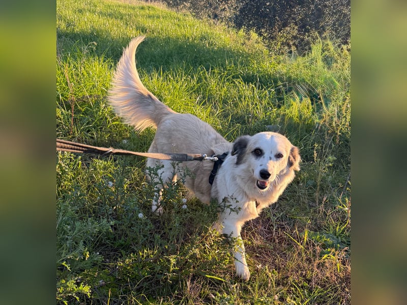 Hündin LIVI sucht ihr Für-immer-Zuhause