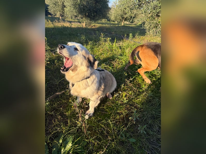 Hündin LIVI sucht ihr Für-immer-Zuhause