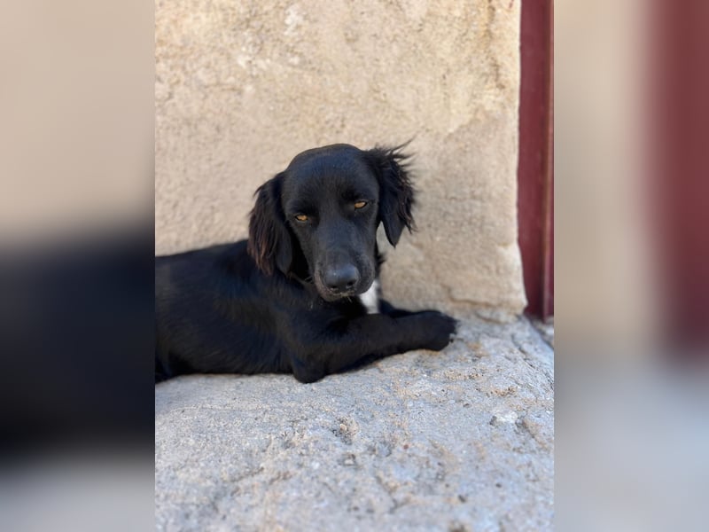 Junghund MORITZ will dein Herz erobern