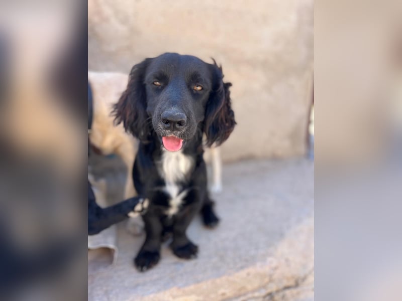 Junghund MORITZ will dein Herz erobern