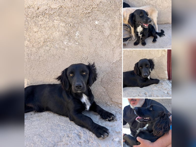 Junghund MORITZ will dein Herz erobern