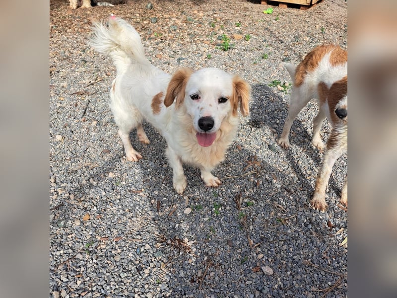 Rüde SAMMY sucht sein Für-immer-Zuhause