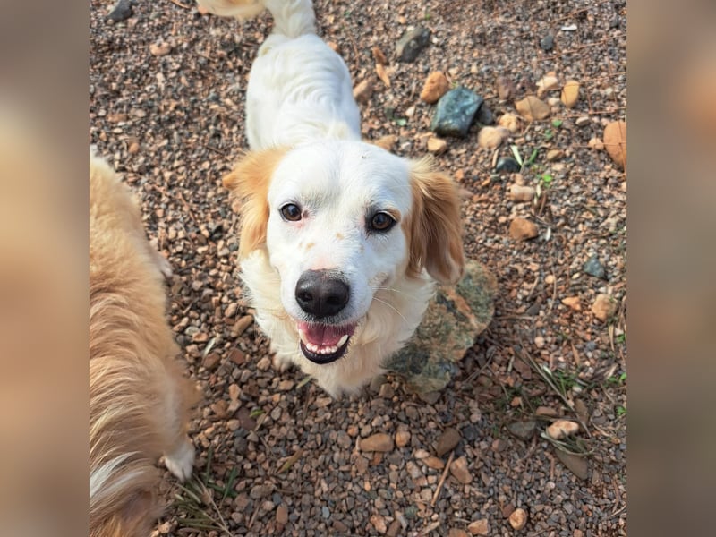 Rüde SAMMY sucht sein Für-immer-Zuhause