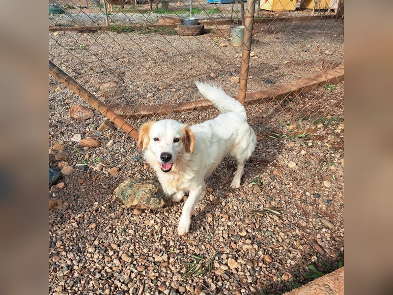 Rüde SAMMY sucht sein Für-immer-Zuhause