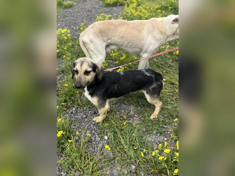 Junge, kleinformatige Hundedame, 15Mon., kastriert