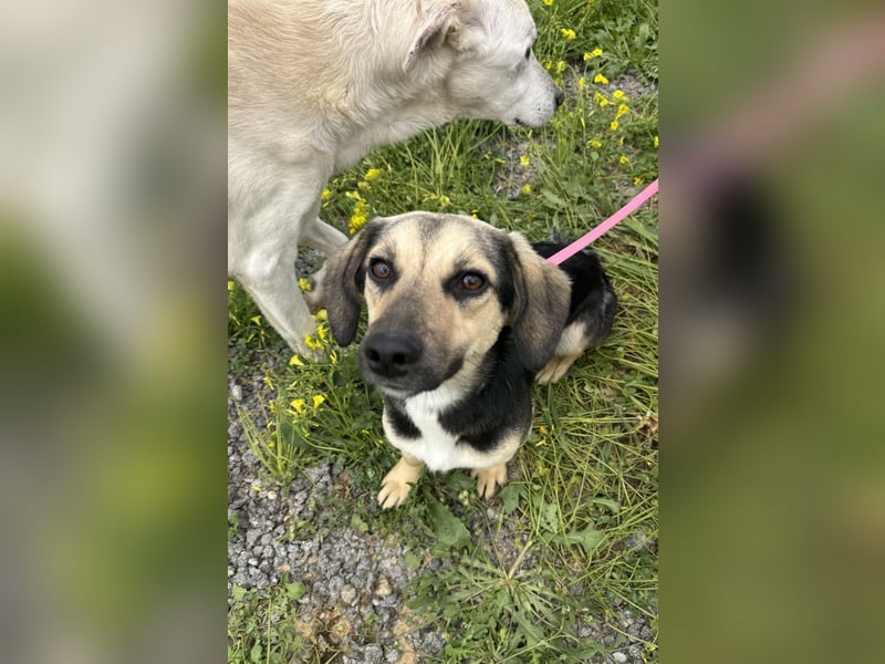 Junge, kleinformatige Hundedame, 15Mon., kastriert