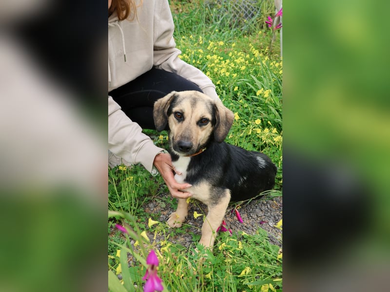 Junge, kleinformatige Hundedame, 15Mon., kastriert