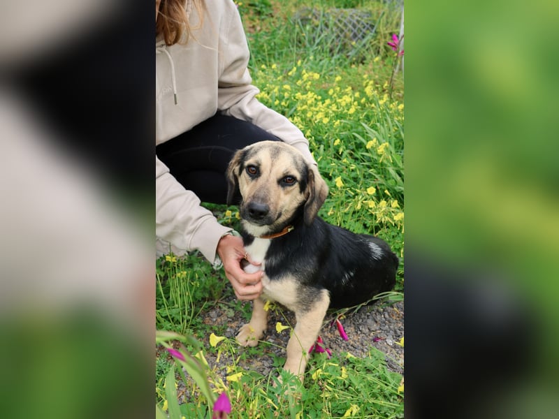 Junge, kleinformatige Hundedame, 15Mon., kastriert