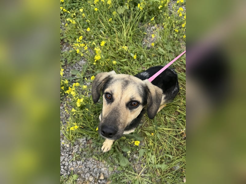 Junge, kleinformatige Hundedame, 15Mon., kastriert