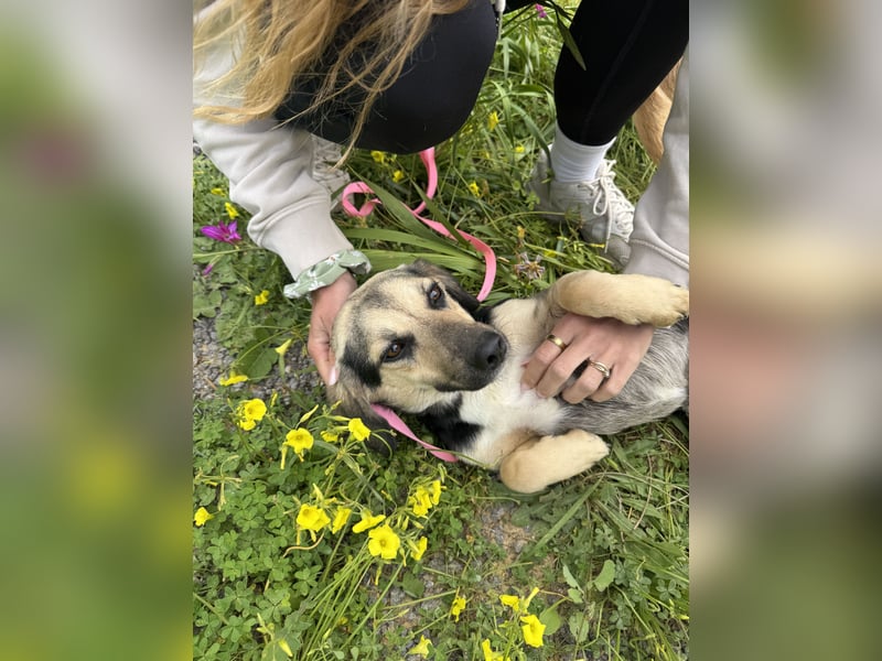 Junge, kleinformatige Hundedame, 15Mon., kastriert