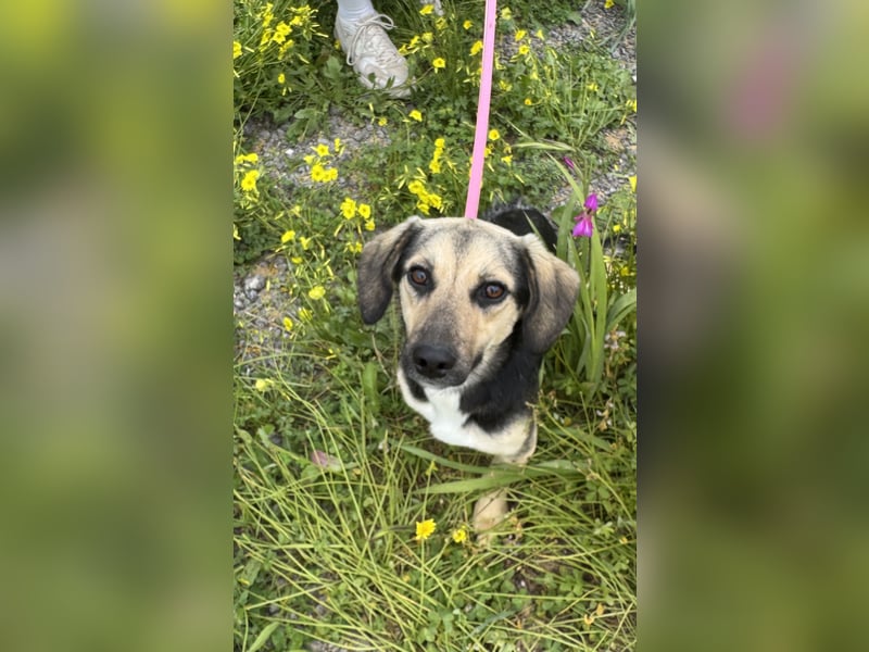 Junge, kleinformatige Hundedame, 15Mon., kastriert