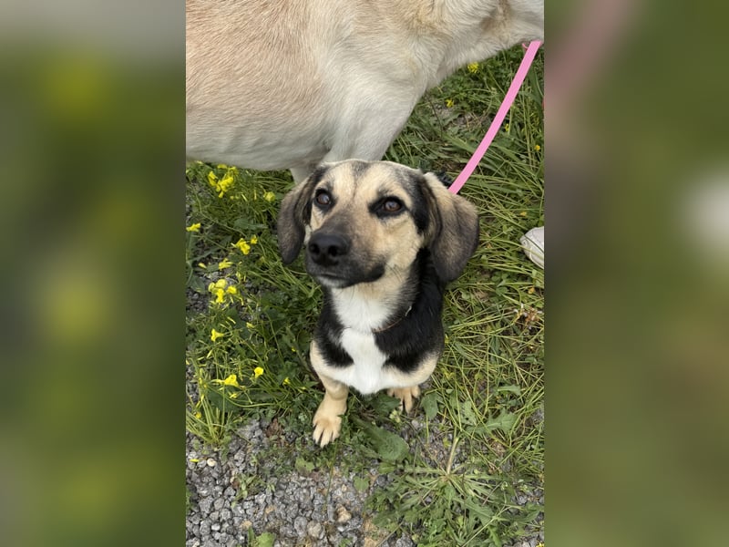 Junge, kleinformatige Hundedame, 15Mon., kastriert
