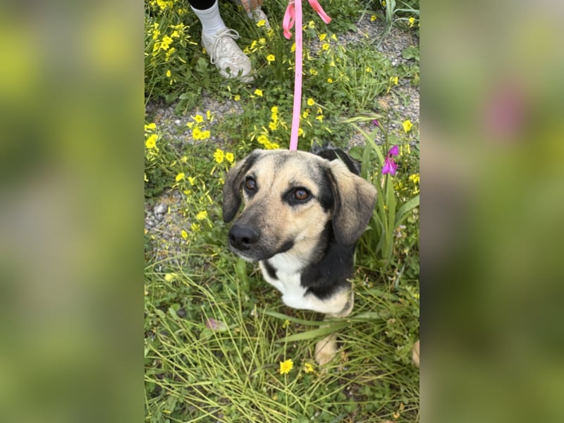 Junge, kleinformatige Hundedame, 15Mon., kastriert