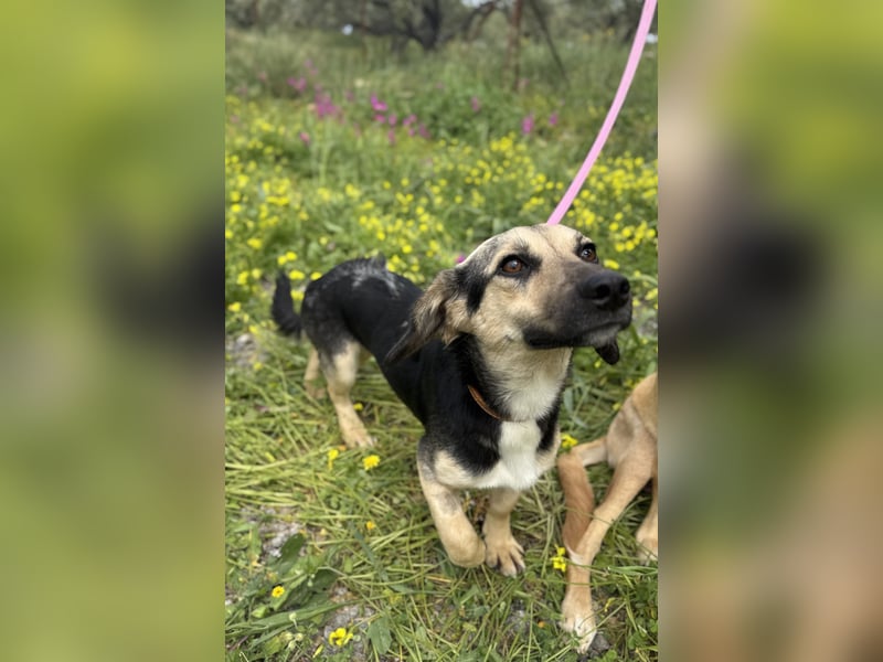 Junge, kleinformatige Hundedame, 15Mon., kastriert