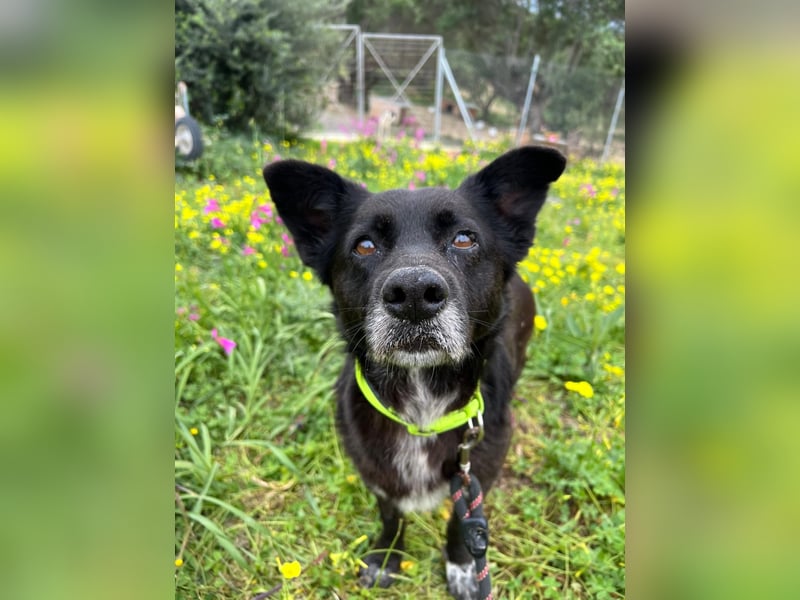 Handlicher, ruhiger Kokoni Mix, 6J., kastriert, rundum sozial