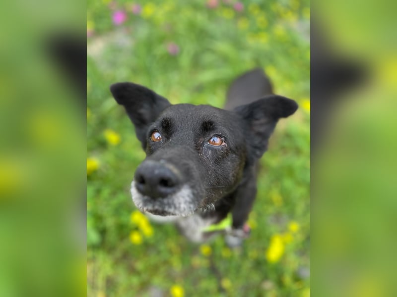 Handlicher, ruhiger Kokoni Mix, 6J., kastriert, rundum sozial