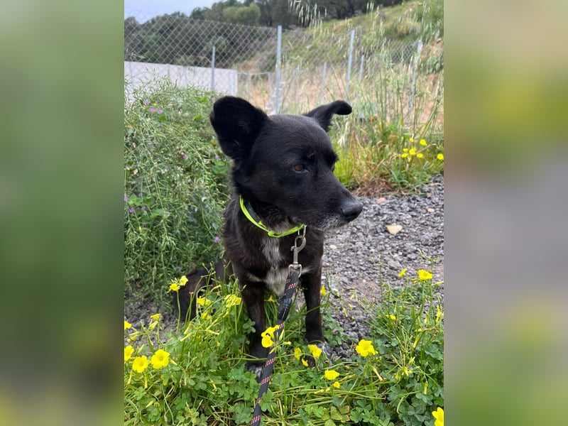 Handlicher, ruhiger Kokoni Mix, 6J., kastriert, rundum sozial