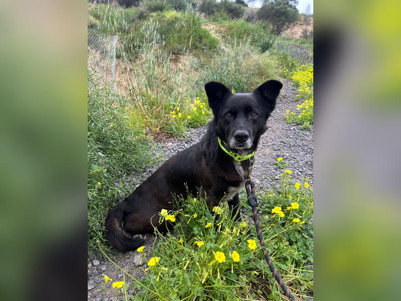 Handlicher, ruhiger Kokoni Mix, 6J., kastriert, rundum sozial