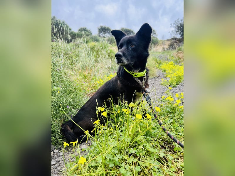 Handlicher, ruhiger Kokoni Mix, 6J., kastriert, rundum sozial