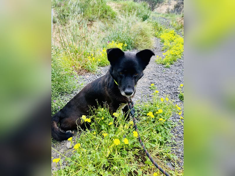 Handlicher, ruhiger Kokoni Mix, 6J., kastriert, rundum sozial