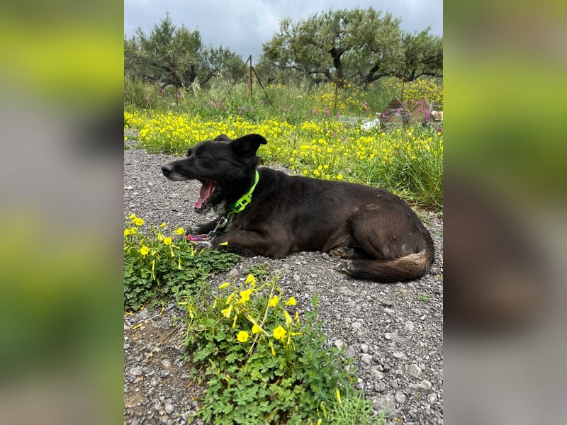 Handlicher, ruhiger Kokoni Mix, 6J., kastriert, rundum sozial