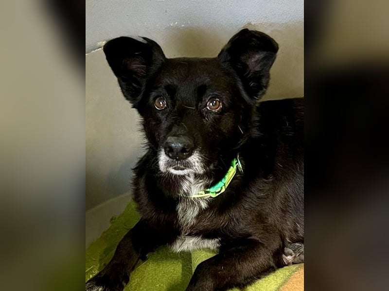 Handlicher, ruhiger Kokoni Mix, 6J., kastriert, rundum sozial