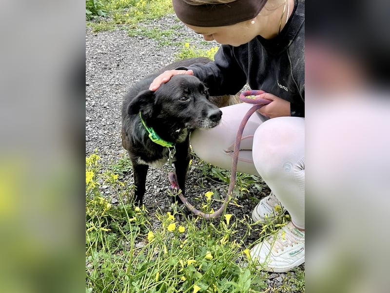 Handlicher, ruhiger Kokoni Mix, 6J., kastriert, rundum sozial