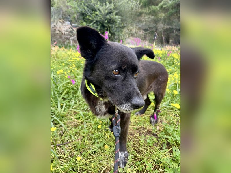 Handlicher, ruhiger Kokoni Mix, 6J., kastriert, rundum sozial