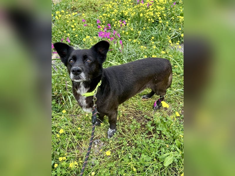 Handlicher, ruhiger Kokoni Mix, 6J., kastriert, rundum sozial