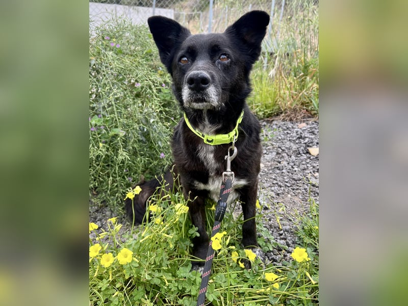 Handlicher, ruhiger Kokoni Mix, 6J., kastriert, rundum sozial