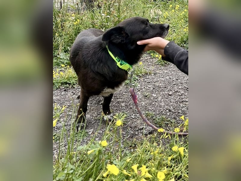 Handlicher, ruhiger Kokoni Mix, 6J., kastriert, rundum sozial