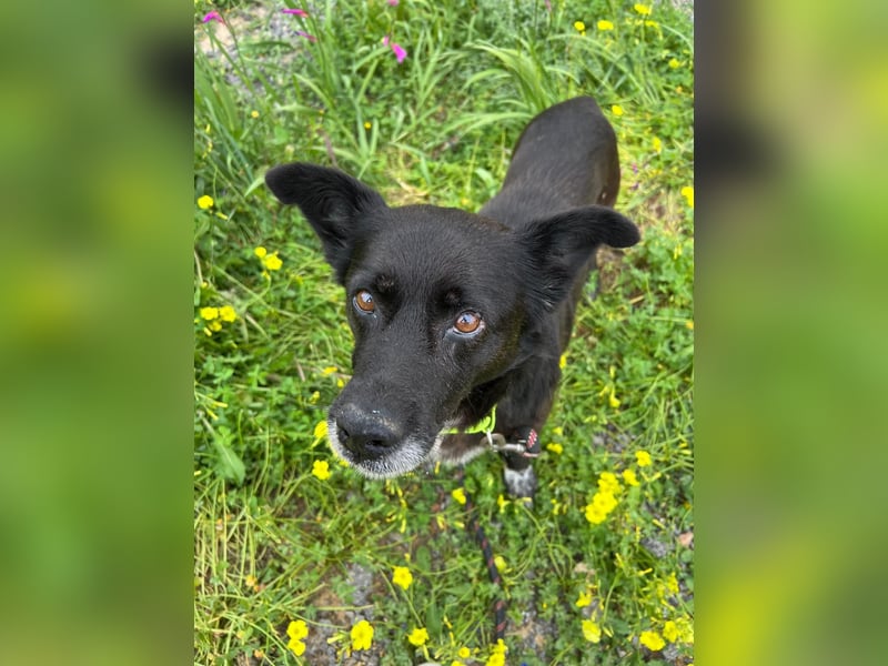 Handlicher, ruhiger Kokoni Mix, 6J., kastriert, rundum sozial