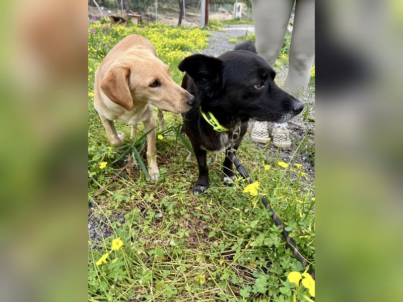 Handlicher, ruhiger Kokoni Mix, 6J., kastriert, rundum sozial