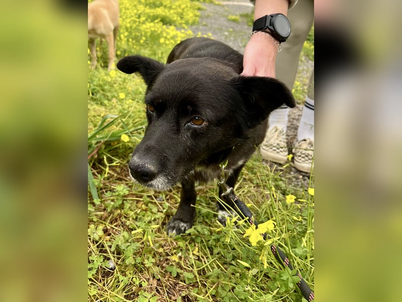 Handlicher, ruhiger Kokoni Mix, 6J., kastriert, rundum sozial