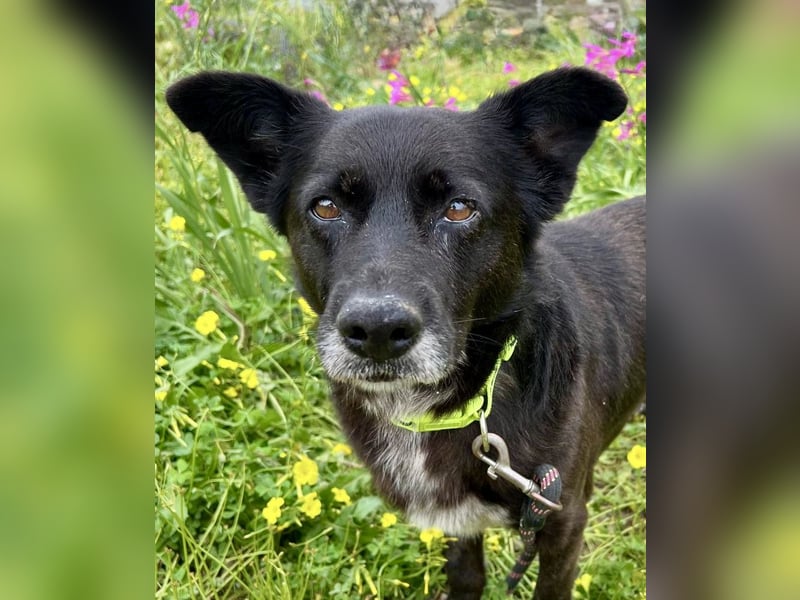 Handlicher, ruhiger Kokoni Mix, 6J., kastriert, rundum sozial