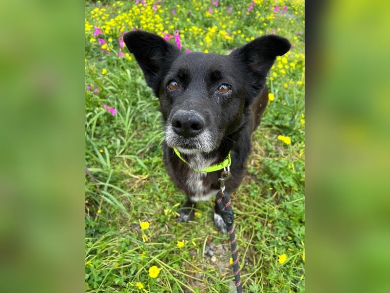 Handlicher, ruhiger Kokoni Mix, 6J., kastriert, rundum sozial