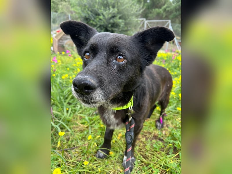 Handlicher, ruhiger Kokoni Mix, 6J., kastriert, rundum sozial