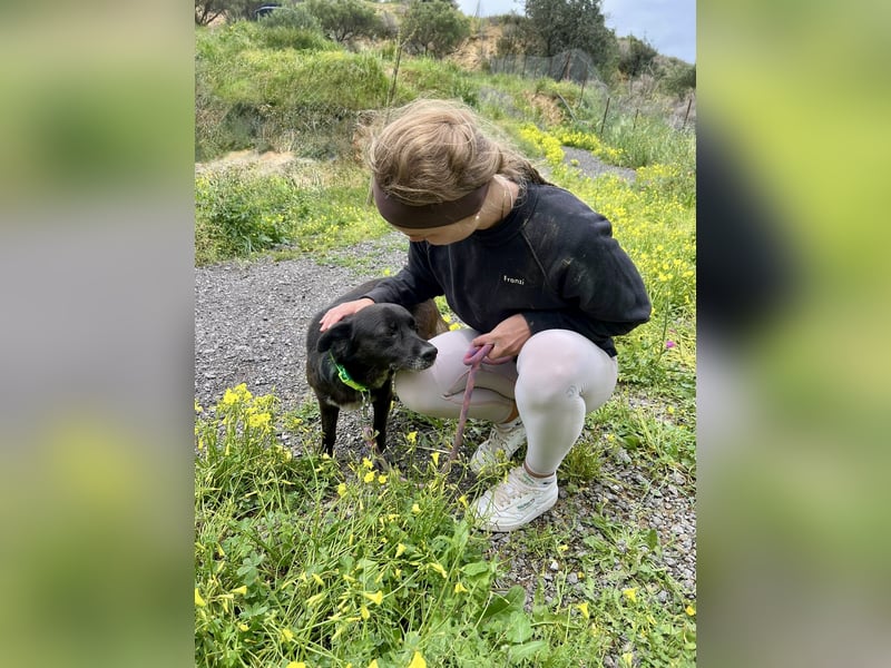 Handlicher, ruhiger Kokoni Mix, 6J., kastriert, rundum sozial