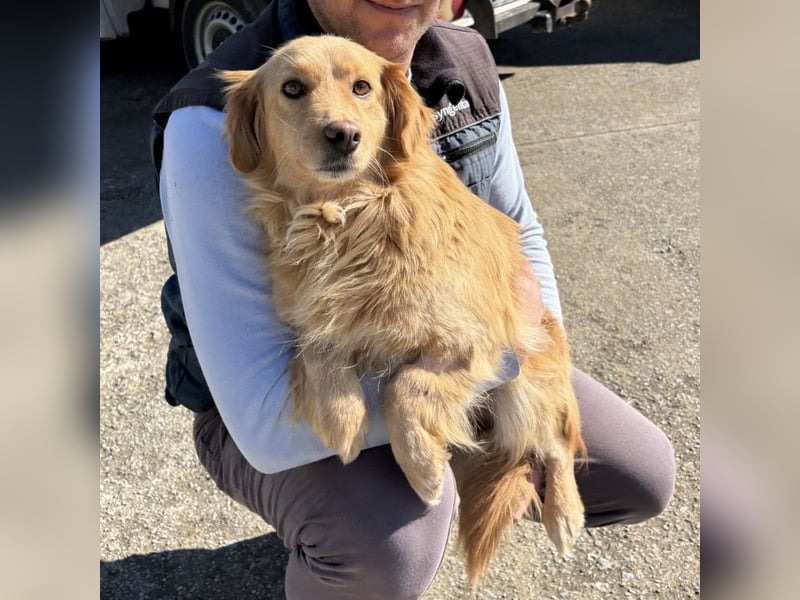 Vanilla eine freundliche fröhliche