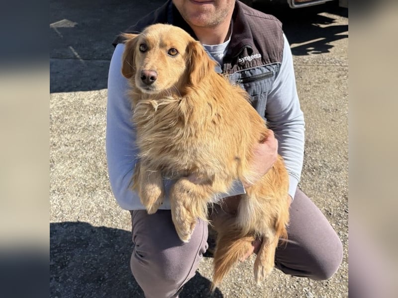 Vanilla eine freundliche fröhliche