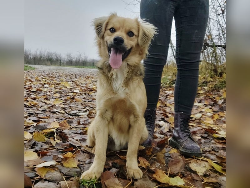 Comet ein freundlicher fröhlicher Schatz