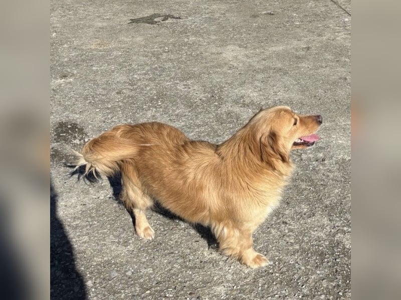 Vanilla eine freundliche fröhliche