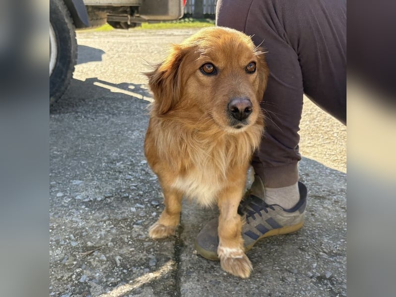 Karamella eine freundliche fröhliche