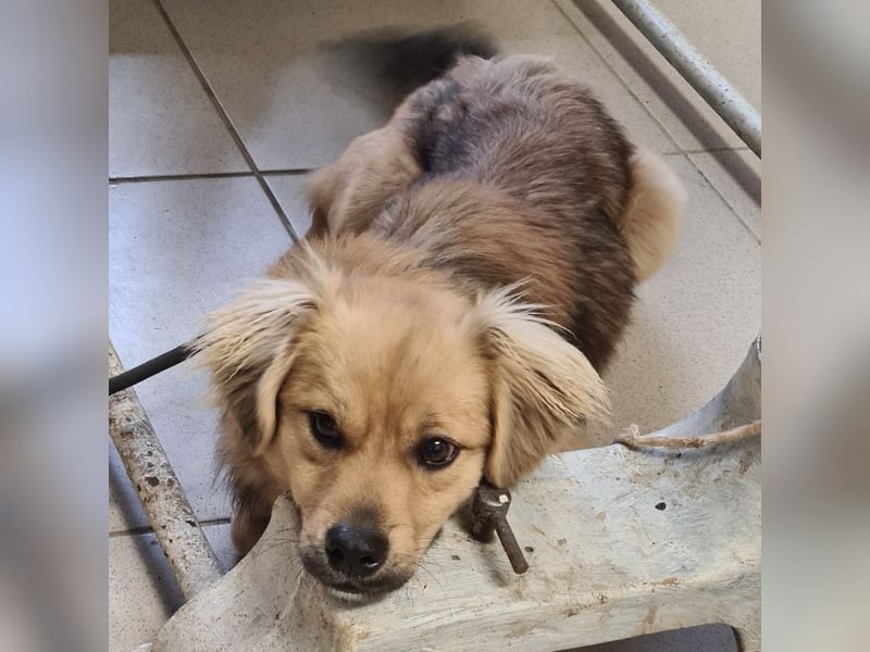 Comet ein freundlicher fröhlicher Schatz